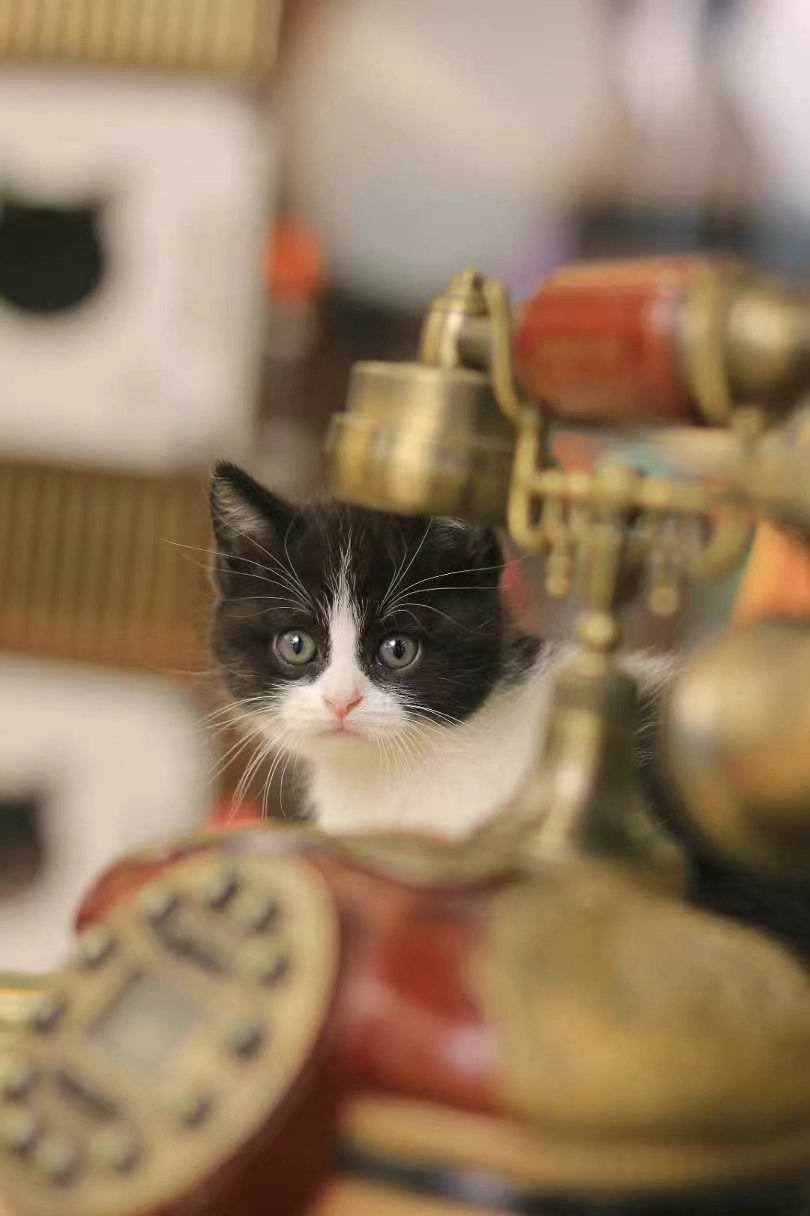 正开脸英短奶牛猫，超乖超可爱，价格还实惠